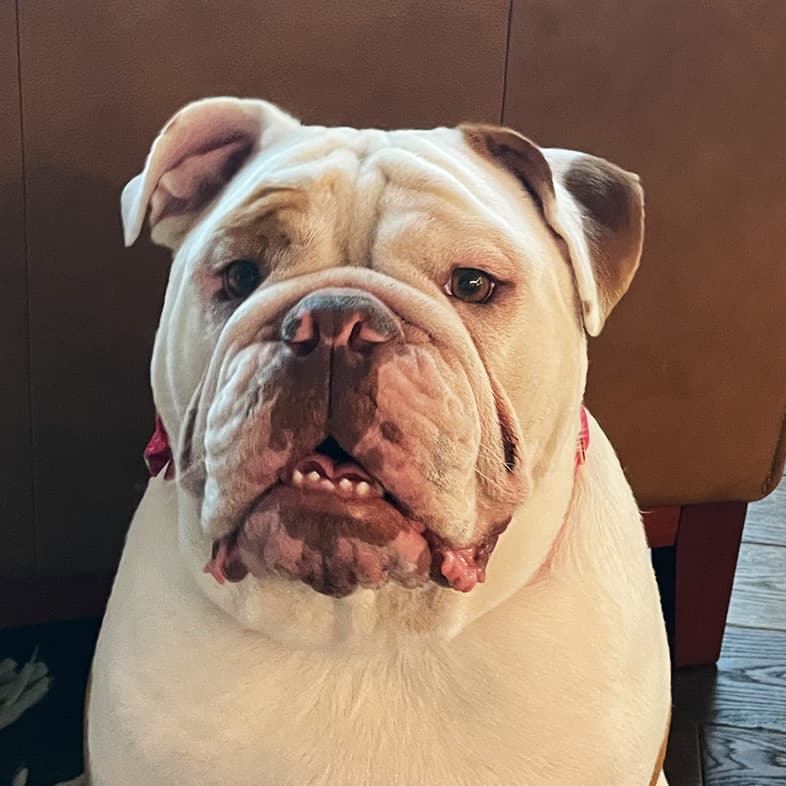 English Bulldog Sitting Inside | Taste of the Wild