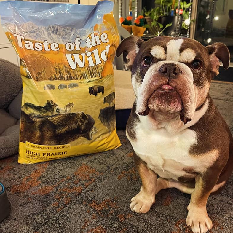 An English bulldog sitting next to a High Prairie Canine Recipe bag and looking at the camera.