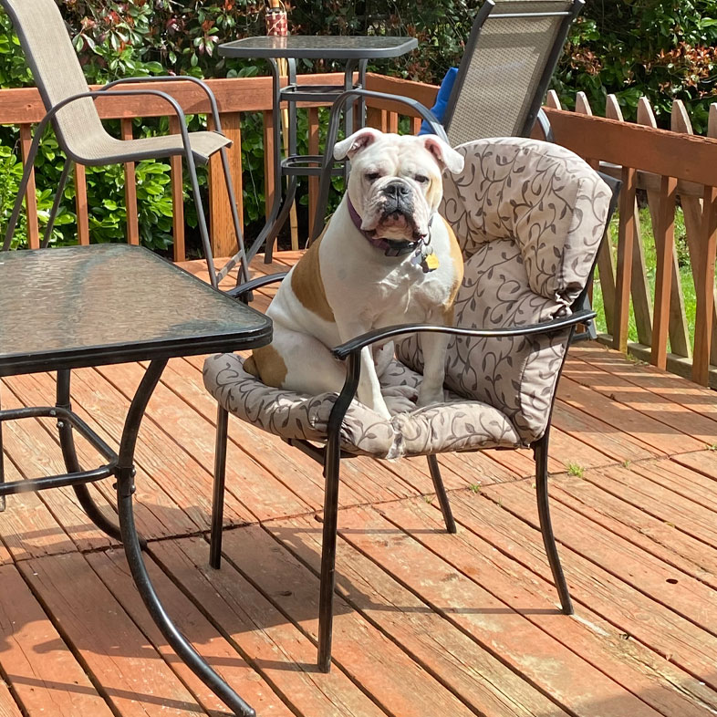 English Bulldog Sitting on Deck | Taste of the Wild