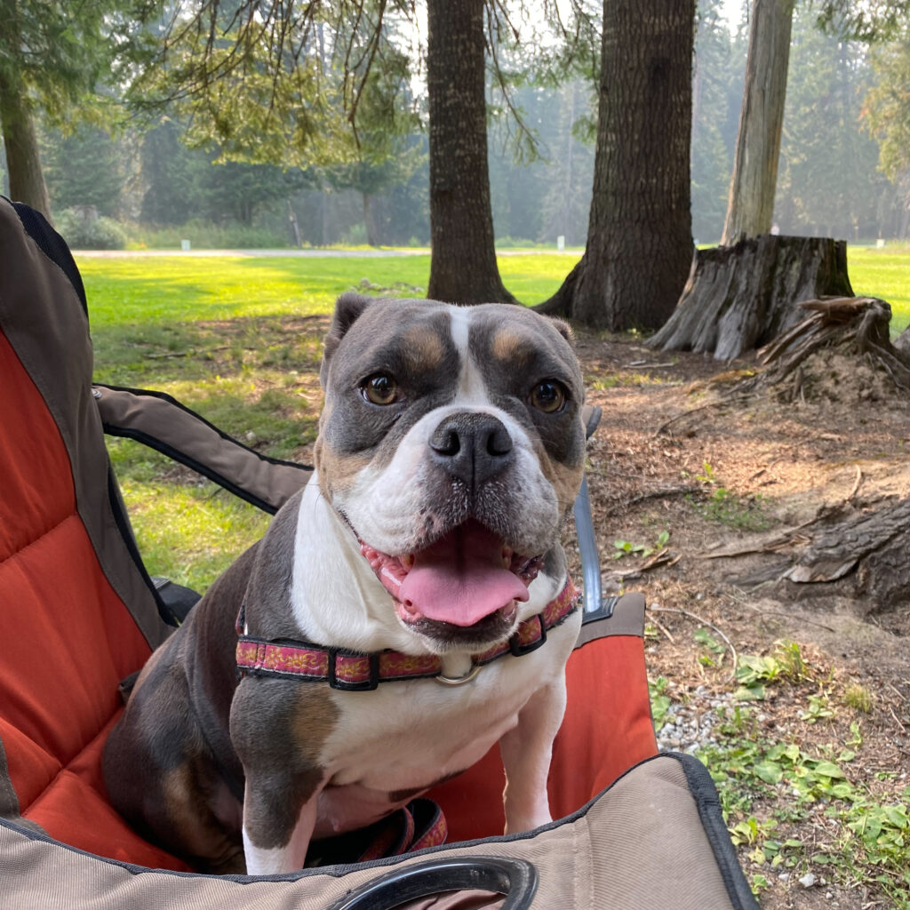 English Bulldog Sitting on Lawn Chair Outside | Taste of the Wild