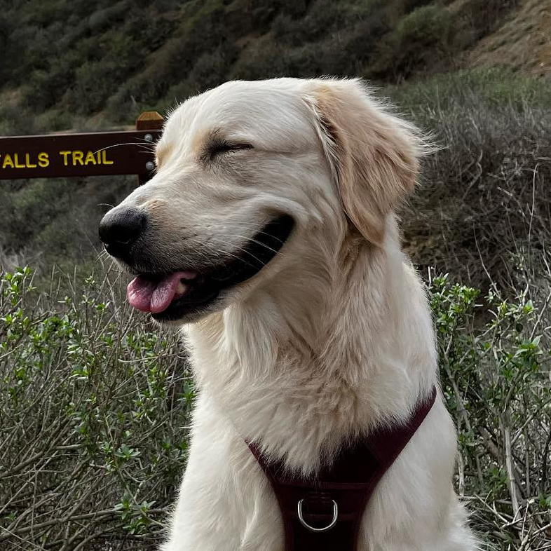 English Cream Golden Retriever on Hike | Taste of the Wild