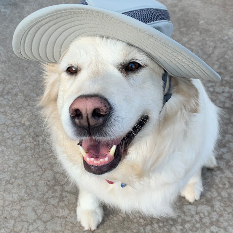 English Cream Retriever Wearing Bucket Hat | Taste of the Wild
