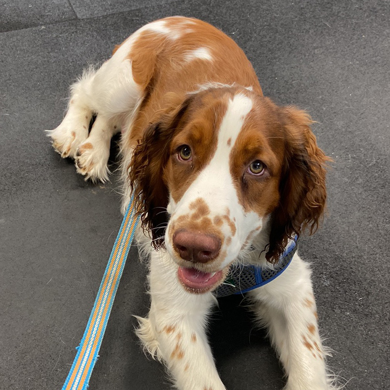 English springer spaniel lying down on black floor looking up at camera.