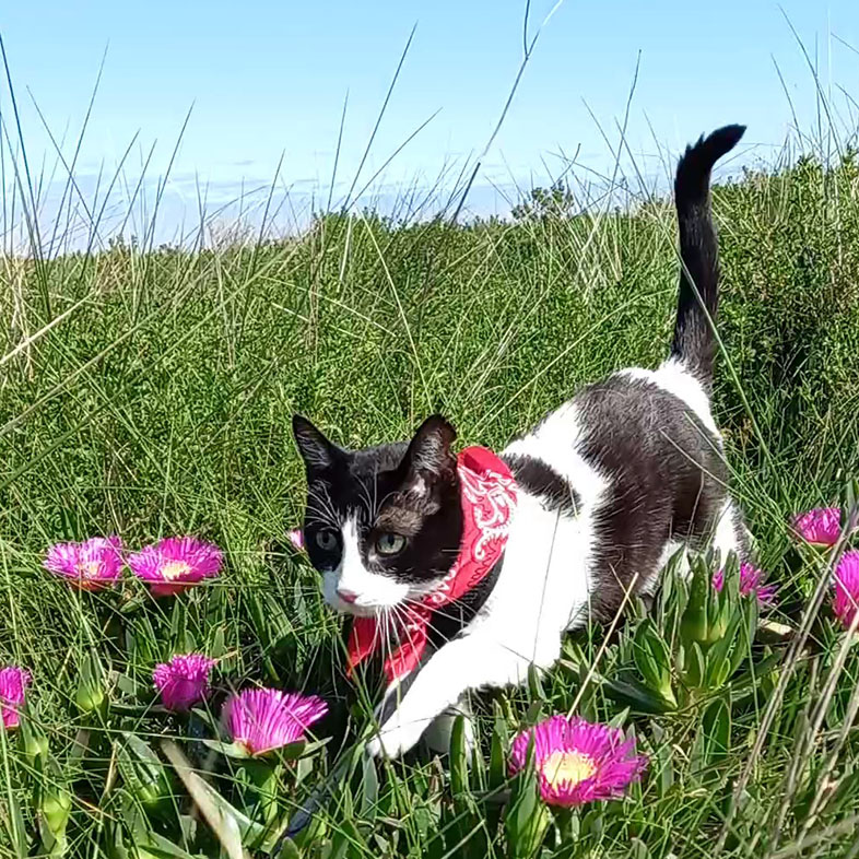 European Shorthair Walking Through Grass | Taste of the Wild