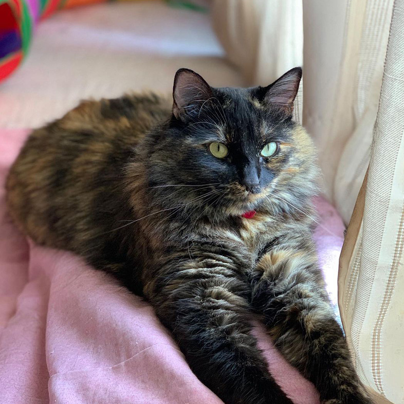 Fluffy brown and black cat lying down on a pink blanket.