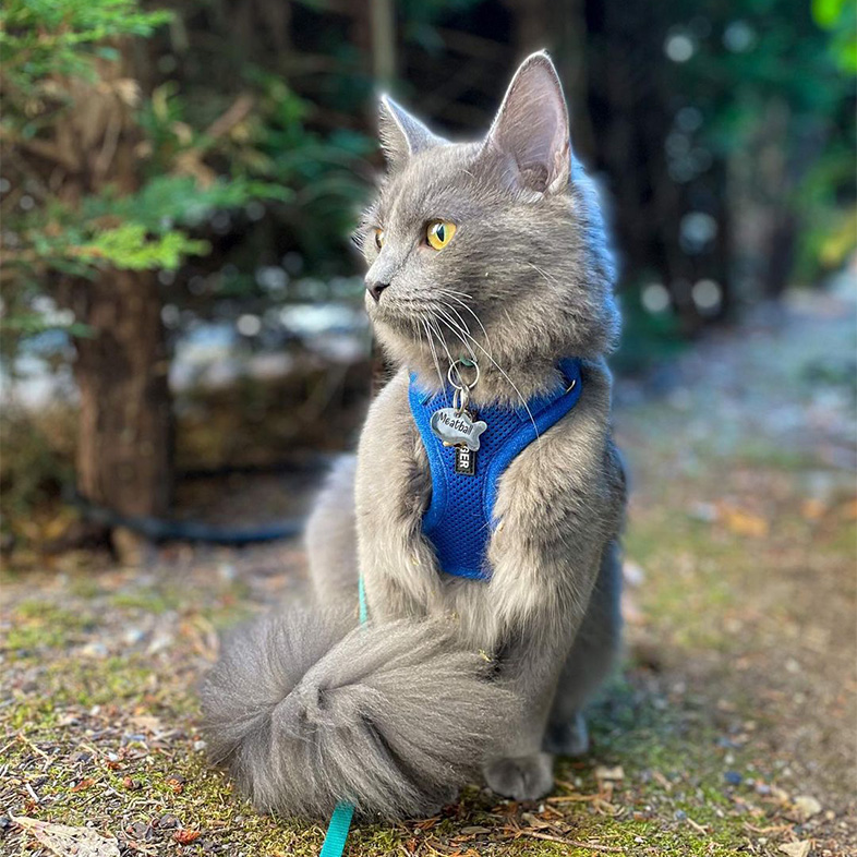 Fluffy gray cat wearing blue harness sitting in a forest and looking to the left | Taste of the Wild