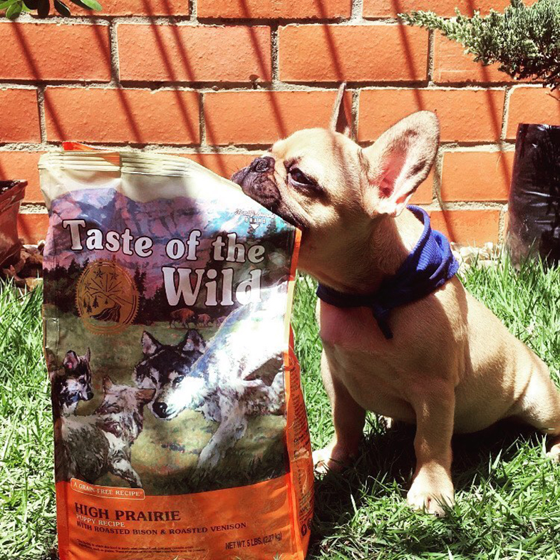 French Bulldog Biting Taste Of The Wild Dog Food Bag | Taste of the Wild