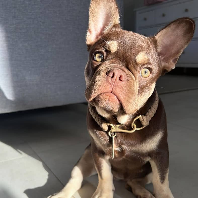 A French bulldog sitting attentively in front of a couch, looking toward the camera.