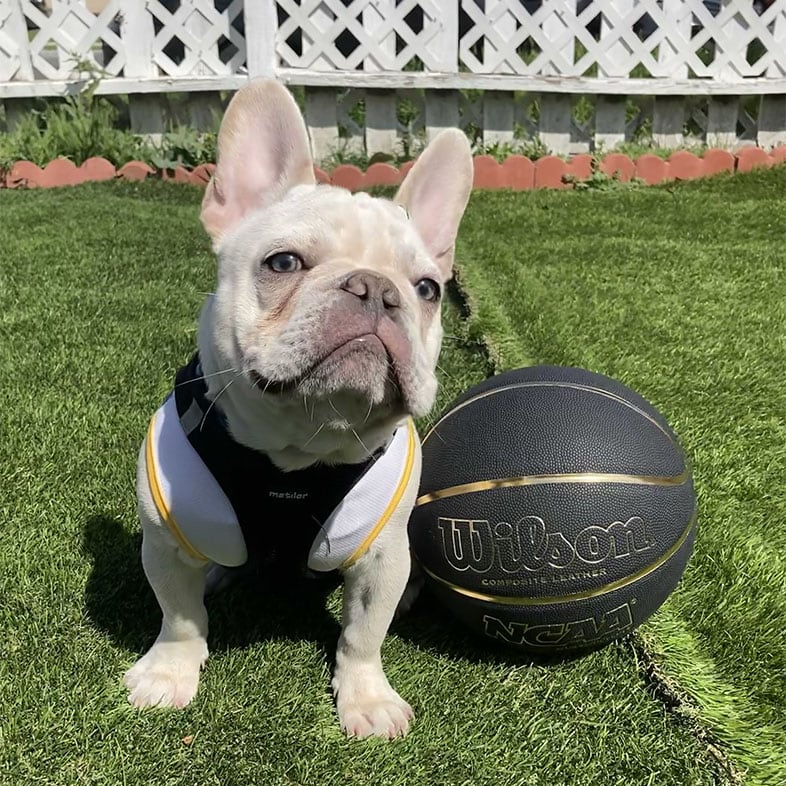 French Bulldog Sitting Next to a Basketball | Taste of the Wild