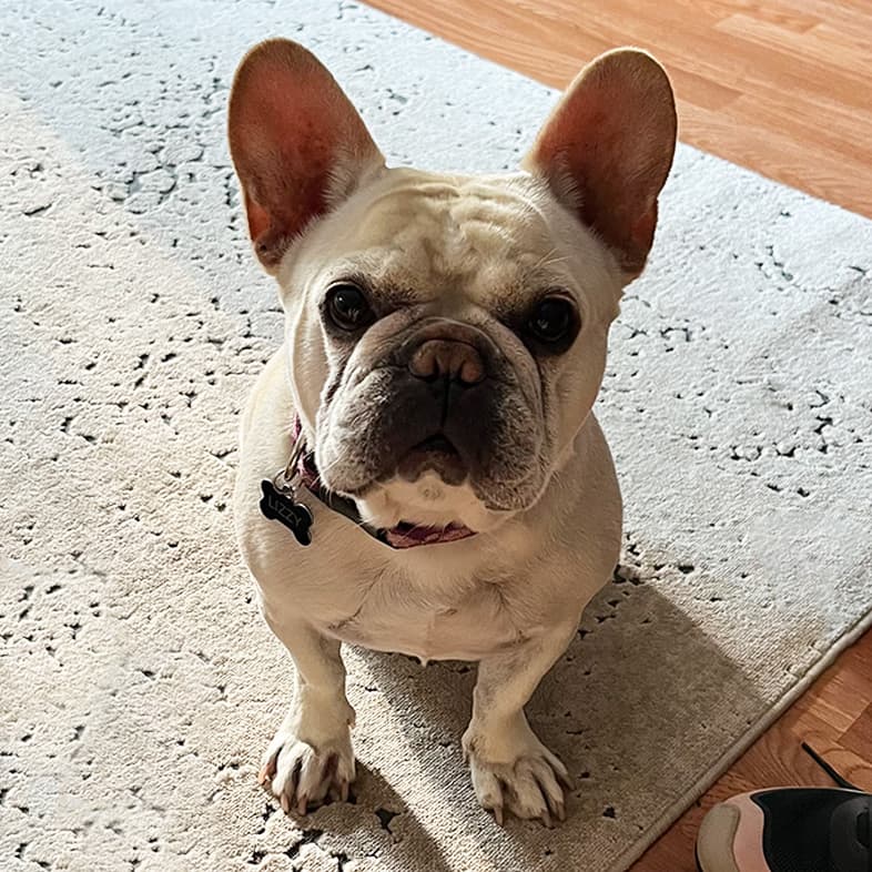 French Bulldog Sitting by Shoes | Taste of the Wild