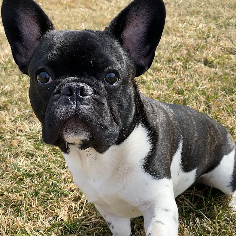French Bulldog Sitting on Grass | Taste of the Wild