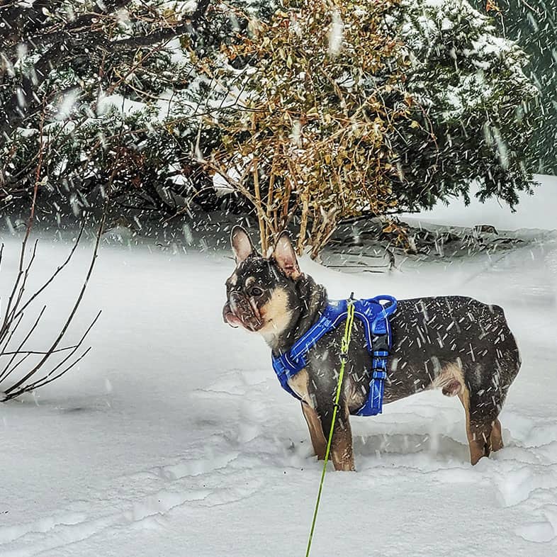 A French bulldog standing in the snow near pine trees while snow falls down around him.
