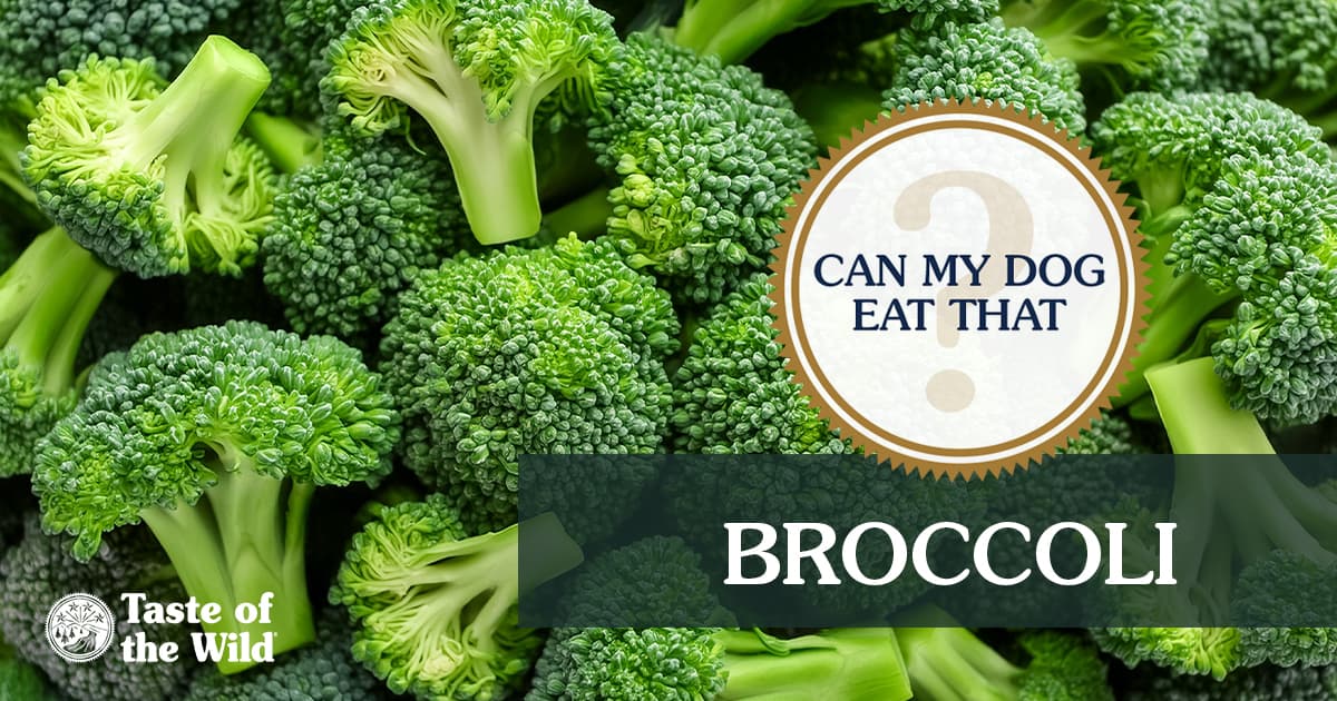 An interior graphic with text that reads ‘The verdict: Can my dog eat broccoli? Yes! In moderation’.