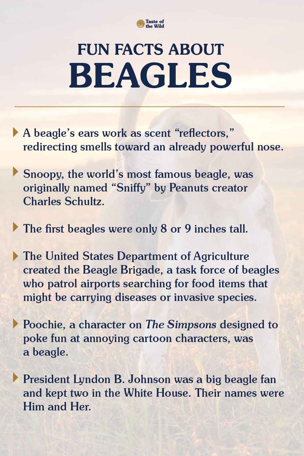 An interior graphic detailing six fun facts about beagles.