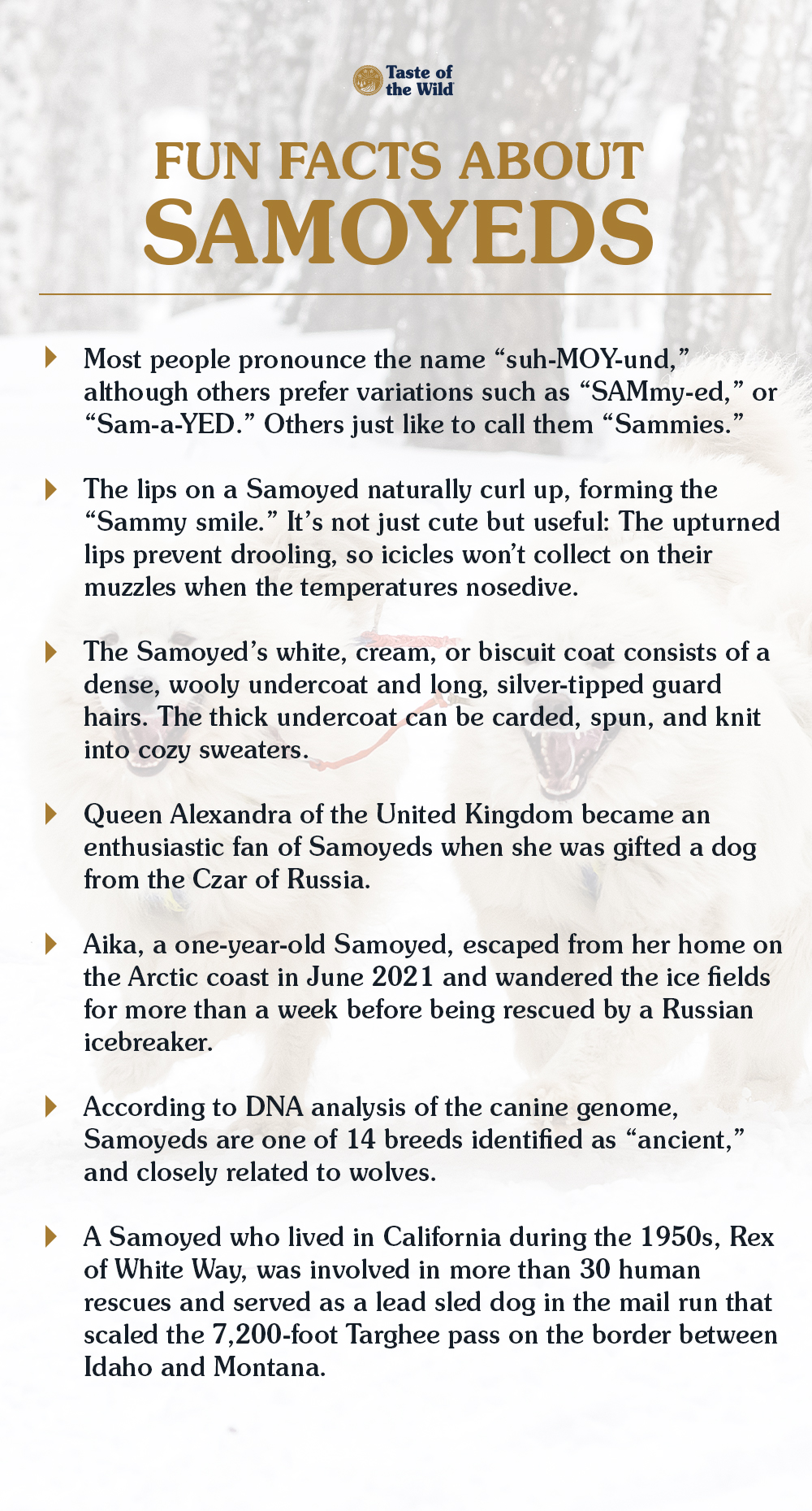 An interior graphic detailing seven fun facts about Samoyeds.