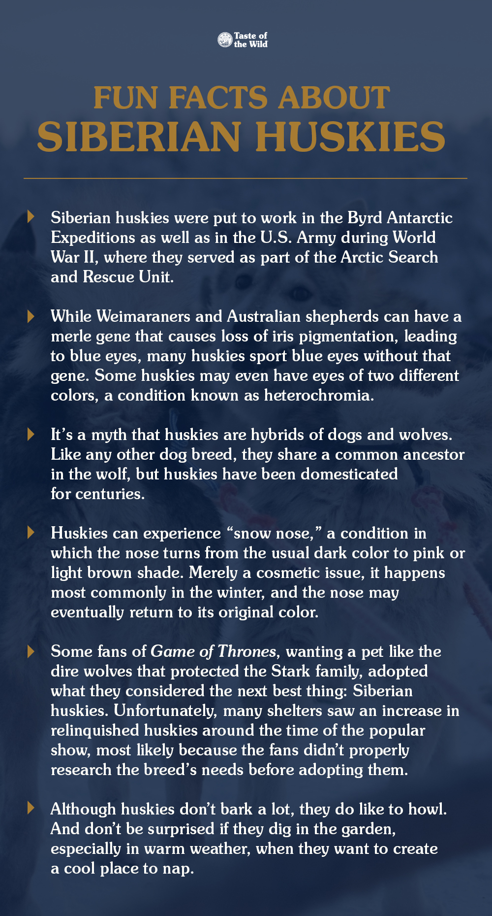 An interior graphic detailing six fun facts about Siberian huskies.
