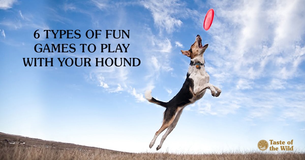 Fun Games to Play With Your Dog