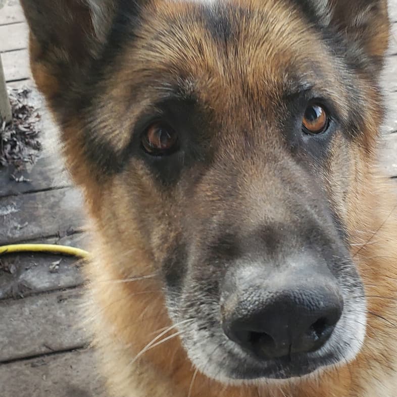 German Shepherd Close Up to Camera | Taste of the Wild