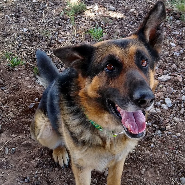 German Shepherd Dog Sitting with Mouth Open | Taste of the Wild