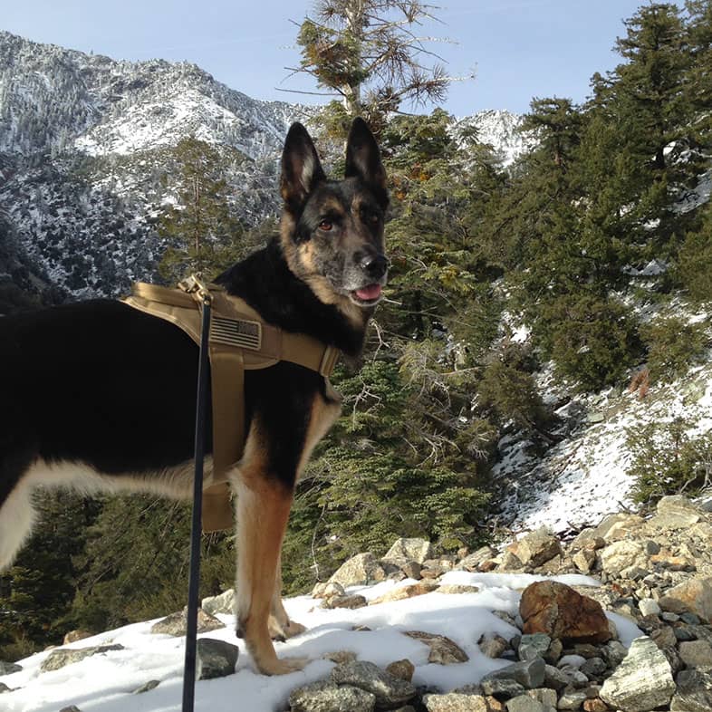 A German shepherd walking in the snowy mountains wearing a brown vest and on a leash.