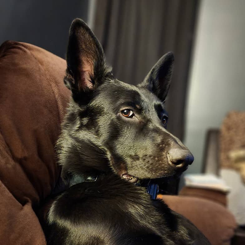 A German shepherd lies down on a brown couch and is looking to the side.