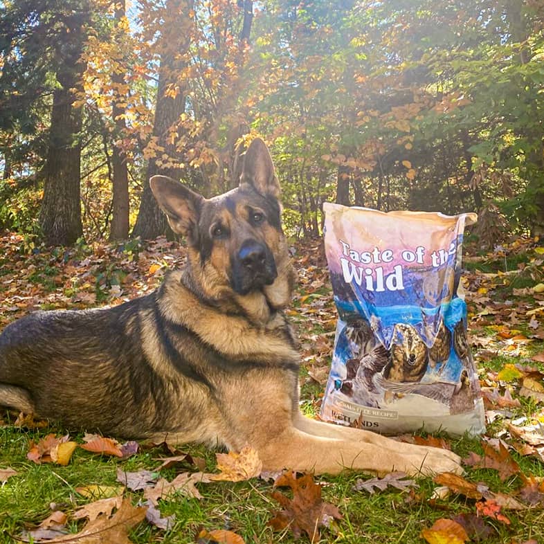A German shepherd lying down in the grass next to a Wetlands Canine Recipe bag and looking at the camera.