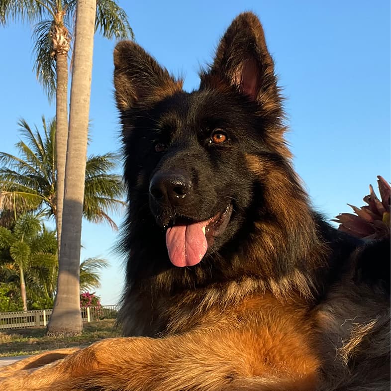 German Shepherd Lying on Concrete Outside | Taste of the Wild