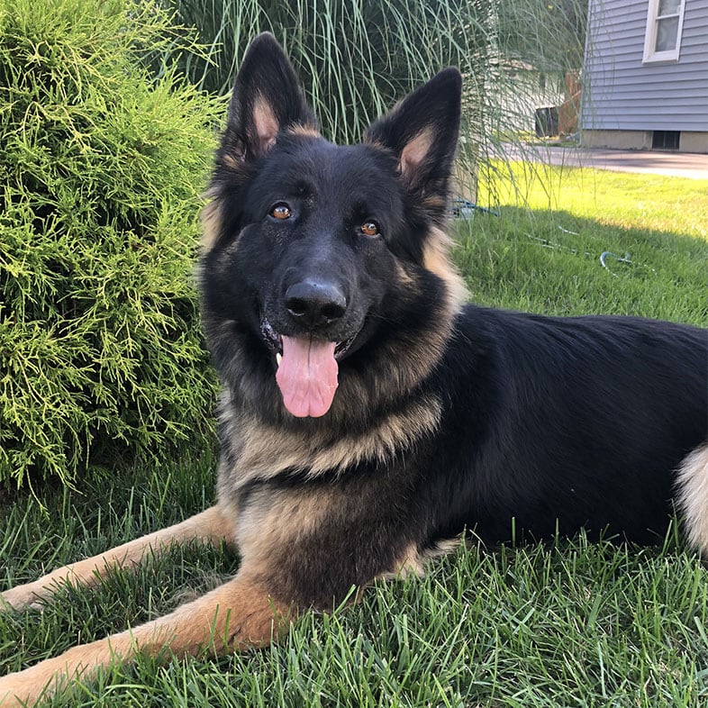 German Shepherd Dog Lying on Grass | Taste of the Wild