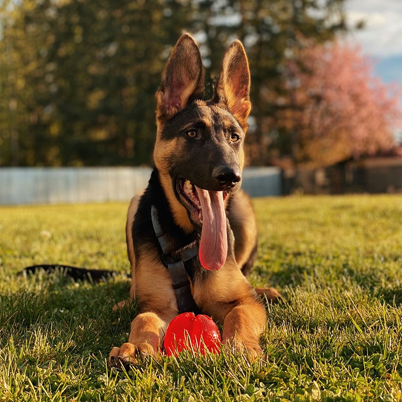 German Shepherd Lying on Grass | Taste of the Wild