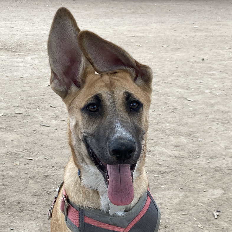 German Shepherd Mix with Ears Sticking Up | Taste of the Wild