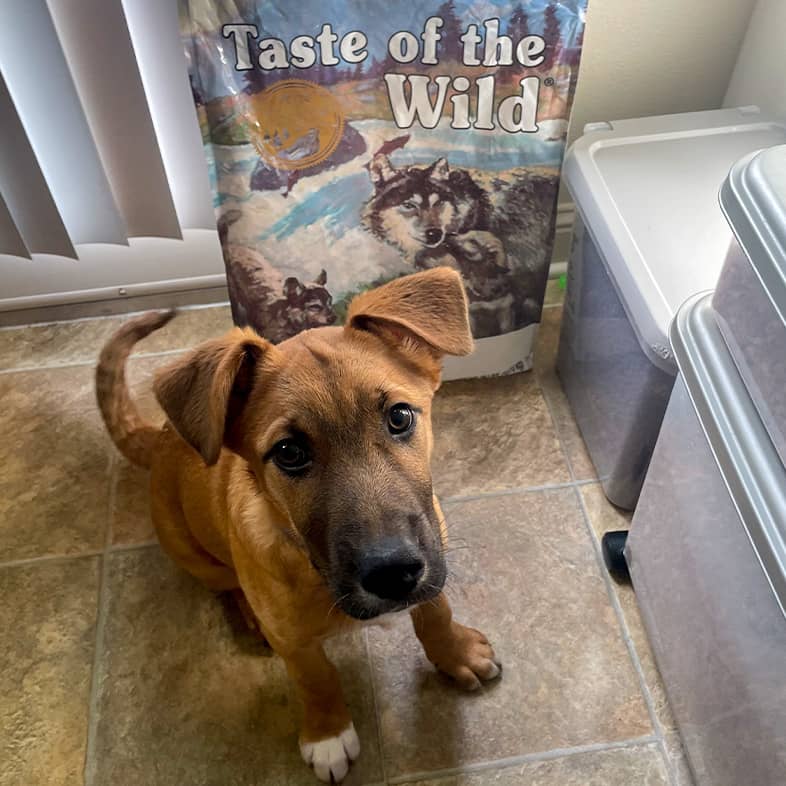 German shepherd mixed breed puppy sitting in front of a Pacific Stream Puppy Recipe bag.