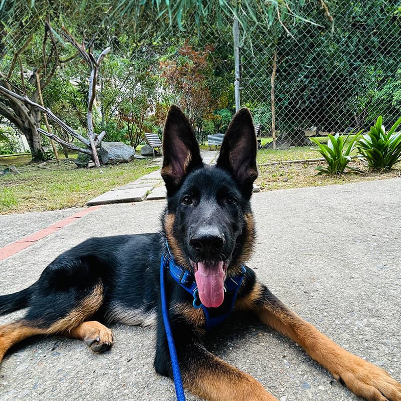 A German shepherd puppy lying down on asphalt looking at the camera.