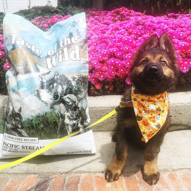German Shepherd Puppy with Taste of the Wild Dog Food Bag | Taste of the Wild