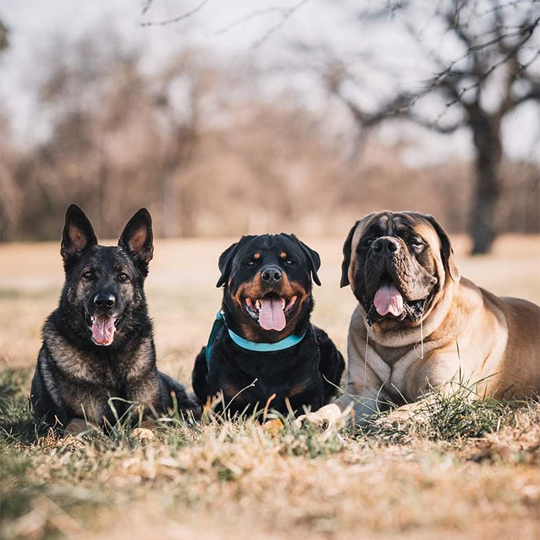 German Shepherd, Rottweiler, English Mastiff Lying on Grass | Taste of the Wild