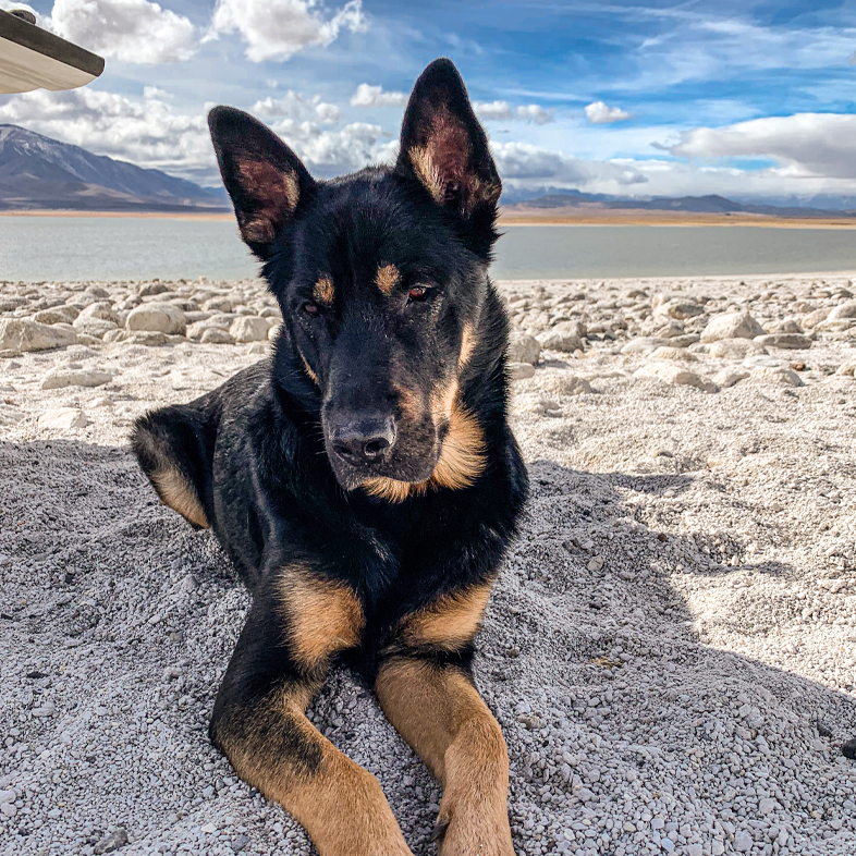 German Shepherd Rottweiler Mix Lying in Sand | Taste of the Wild