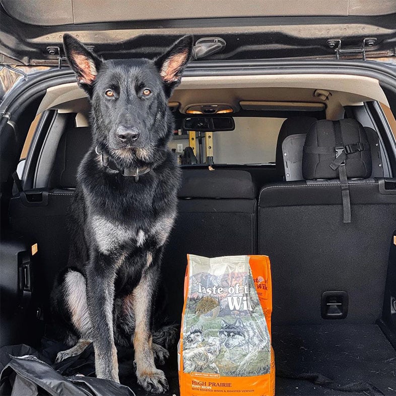 German Shepherd Dog Sitting in the Trunk of Car with Taste of the Wild Dog Food Bag | Taste of the Wild