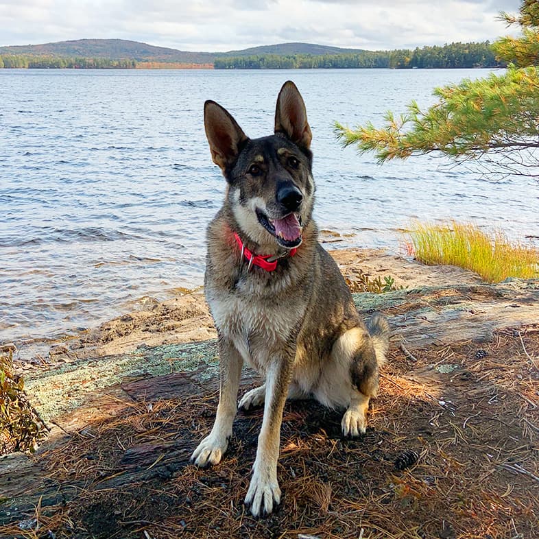 German Shepherd Sitting Next to Lake and Mountains | Taste of the Wild