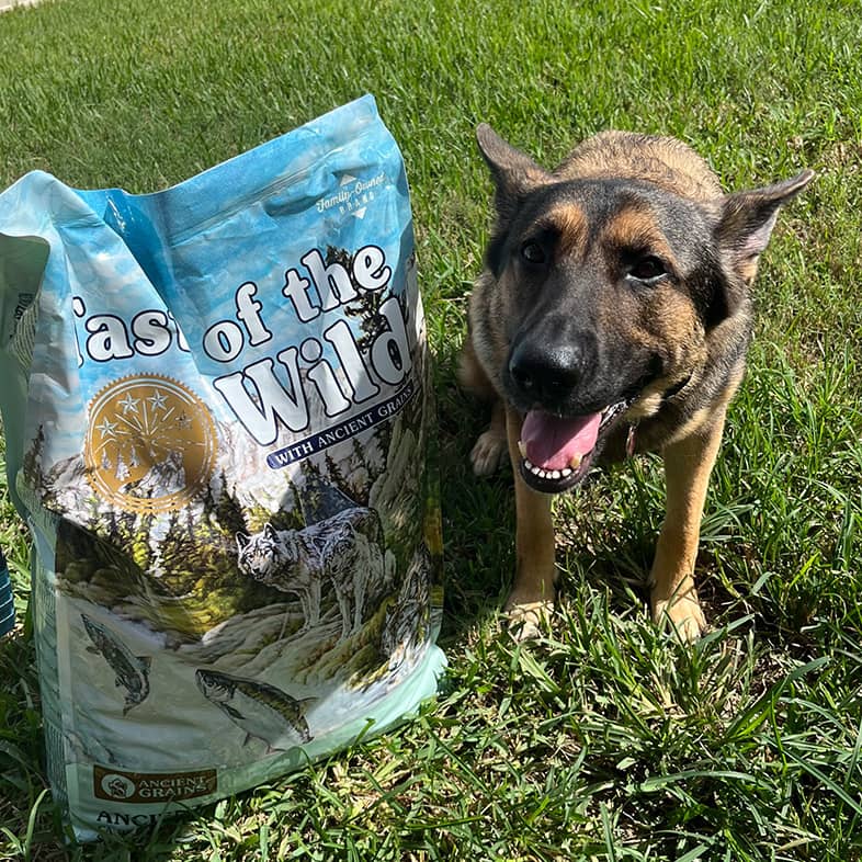 A German shepherd sitting next to an Ancient Stream bag in the grass.