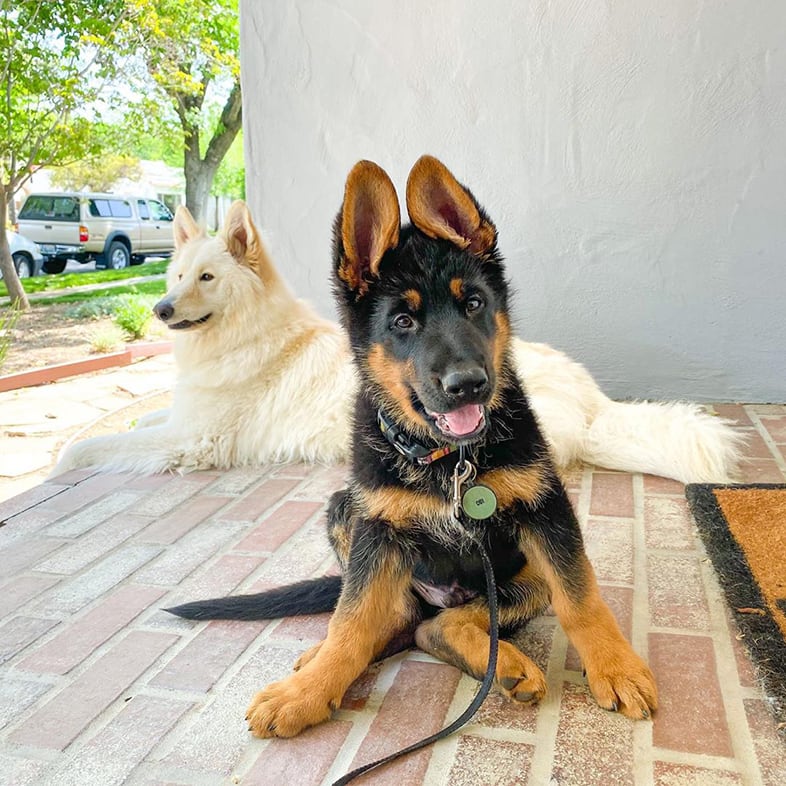 German Shepherd Sitting on Porch with Husky | Taste of the Wild