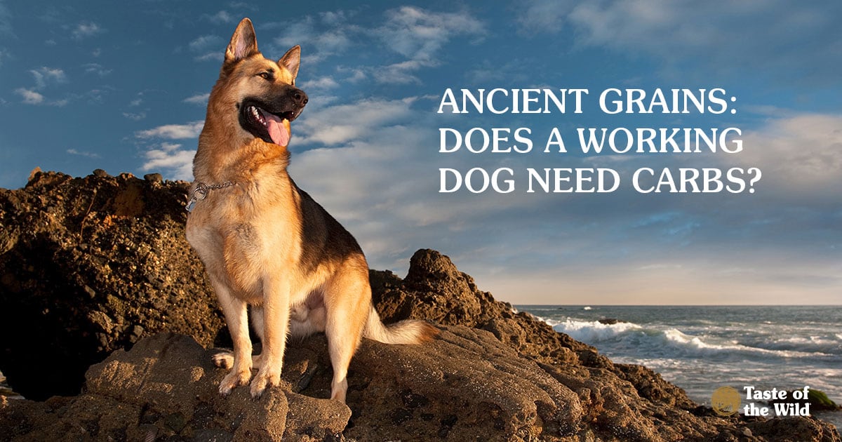 A German shepherd sitting on rocks near a beach.