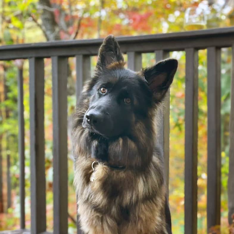 A German shepherd sitting on a wooden deck and tilting their head.