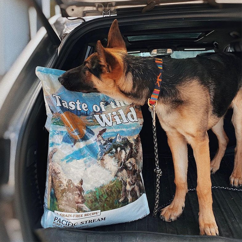 German Shepherd Dog Smelling Taste of the Wild Food Bag | Taste of the Wild