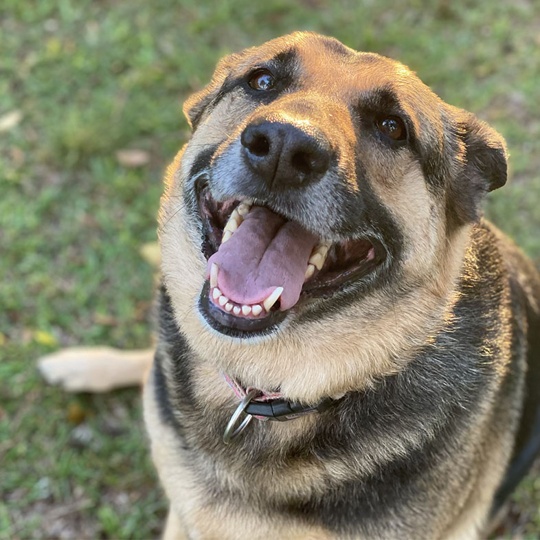 Smiling German Shepherd Looking Up | Taste of the Wild
