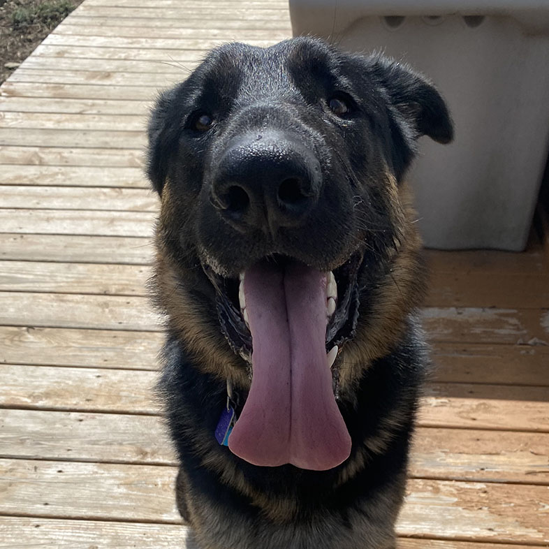 German Shepherd Sticking Tongue Out | Taste of the Wild