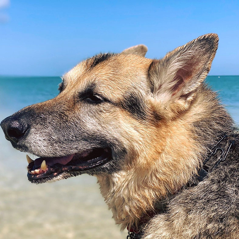 German Shepherd with Wind in Face | Taste of the Wild