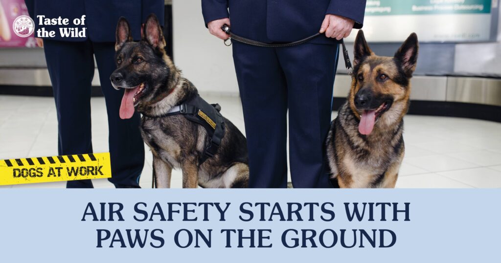 Two German Shepherd Dogs Working with TSA Agents at the Airport