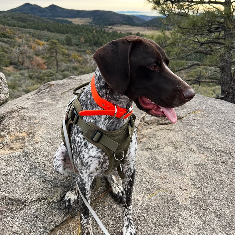 German Shorthaired Pointer Sitting on Rock in Front of Mountain View | Taste of the Wild