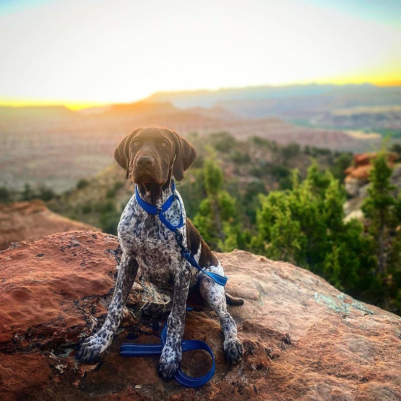 German Shorthaired Pointer Wearing Leash | Taste of the Wild