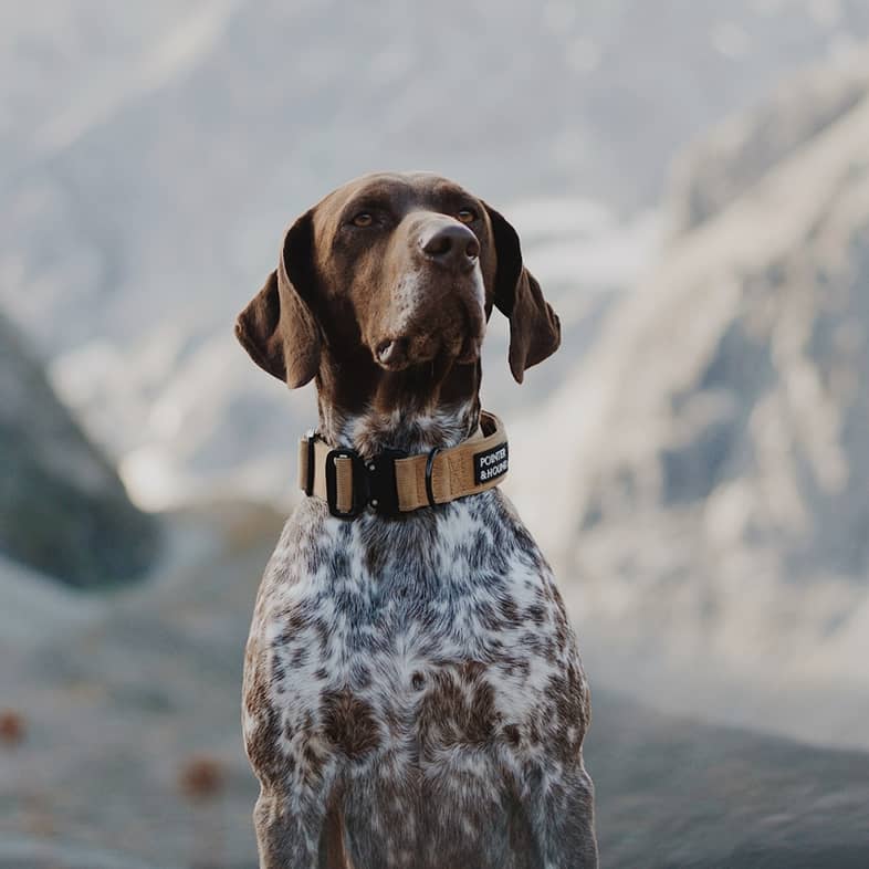 A German shorthaired pointer wearing a tan collar sitting outside with mountains in the background.