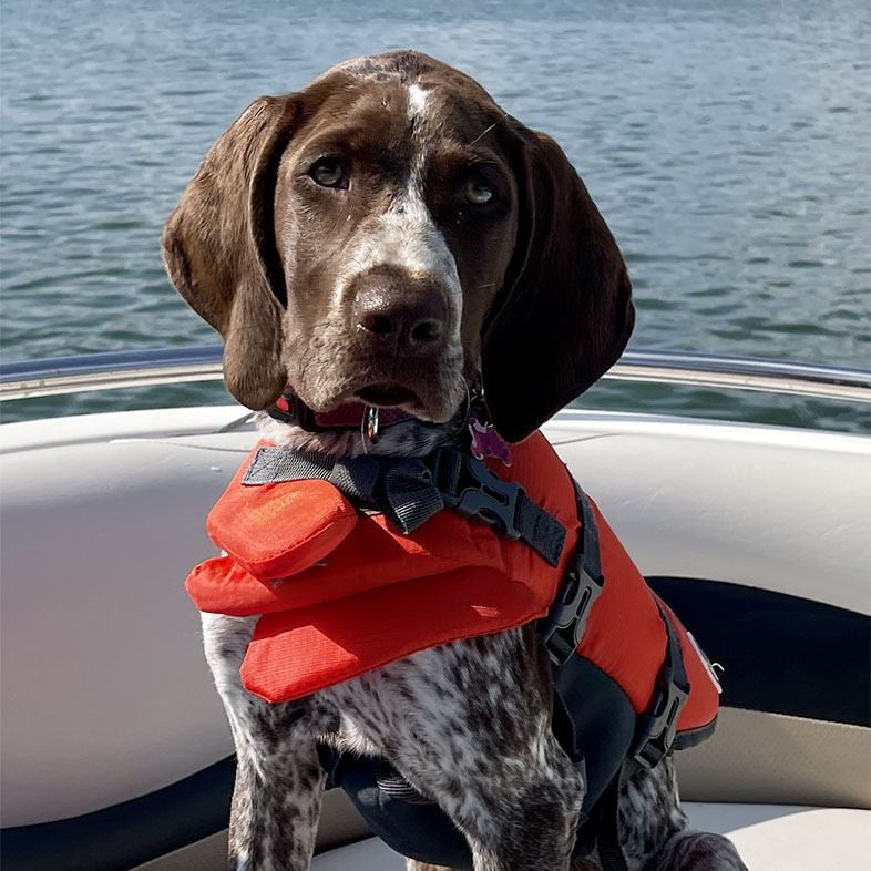 German Shorthaired Pointer with Life Jacket On | Taste of the Wild